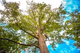 Leaf Removal in Barling, AR