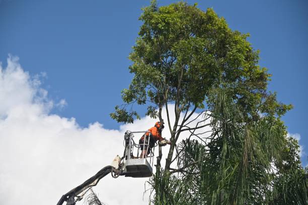 How Our Tree Care Process Works  in  Barling, AR